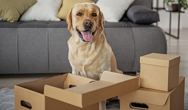 Pet Relocation
